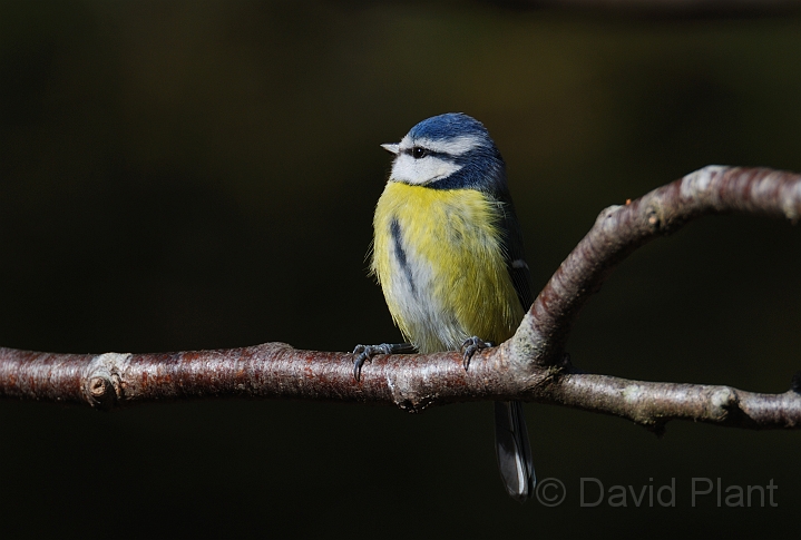 Blue tit - A.jpg - Blue tit - Forest of Dean